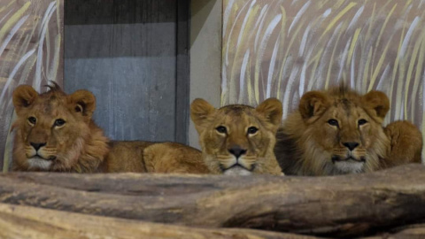 Tres de los cuatro leones rescatados por España de la guerra de Ucrania.