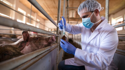 Un veterinario prepara la medicación para los cerdos en una granja. Imagen de archivo.