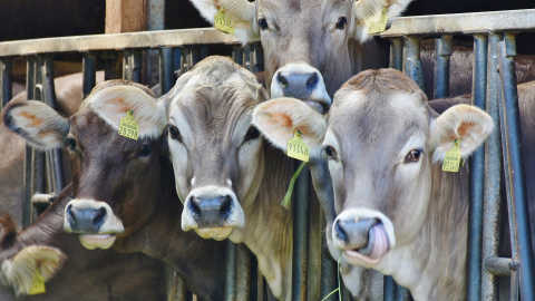 Unas vacas en una granja.