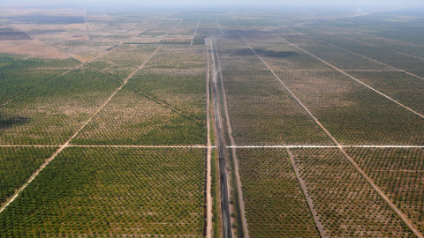 Una extensa plantación de soja en Borneo Meridional, Indonesia (Willy Kurniawan/REUTERS)