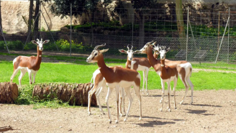 26/06/2024 Gacelas en el Centro de Rescate de la Fauna Sahariana de Almería, a 18 de junio de 2024.