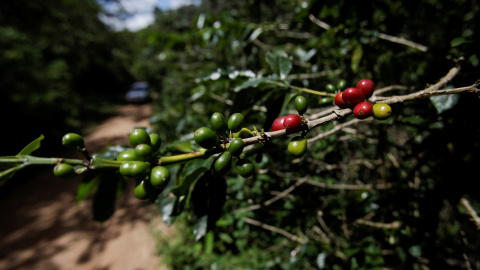 Granos de café en una finca de El Laurel (Honduras).