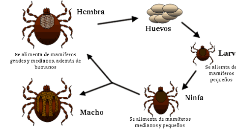 ciclo garrapata