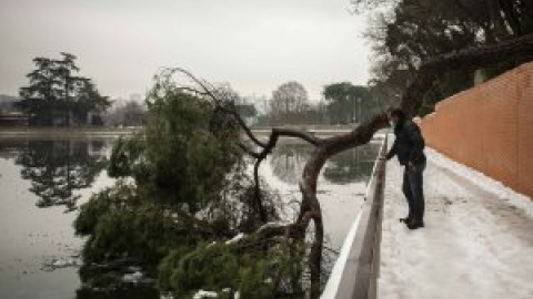 Críticas al plan de reforestación por Filomena: se queda corto, es ambiguo y no tiene en cuenta la crisis climática