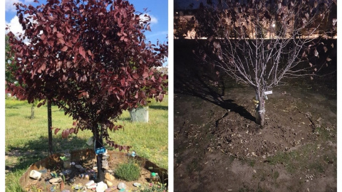 Vista del árbol de Isaac antes y después de la actuación del Ayuntamiento en el Bosque Urbano de Barajas.