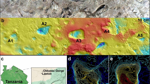 Un misterioso homínido bípedo dejó sus huellas hace más de 3 millones de años en Tanzania