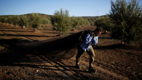 Un agricultor cosecha aceitunas en un olivar de Porcuna (Jaén). REUTERS/Marcelo del Pozo