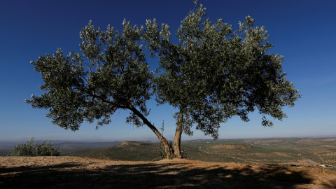 Un olivo frente a los olivares de Porcuna (Jaén). REUTERS / Marcelo del Pozo