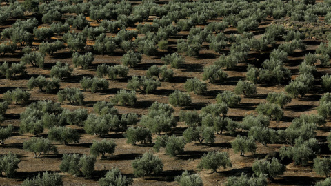 Un bosque de  olivos  en Porcuna (Jaén). REUTERS / Marcelo del Pozo