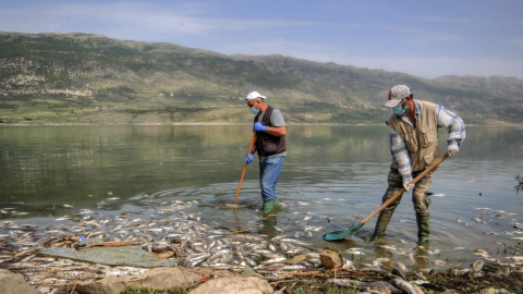 Voluntarios sacan con pala peces carpa muertos del lago Qaraoun en el valle de Beqaa en el este del Líbano