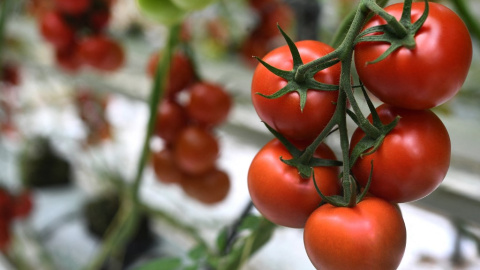 Imagen de archivo de un racimo de tomates.