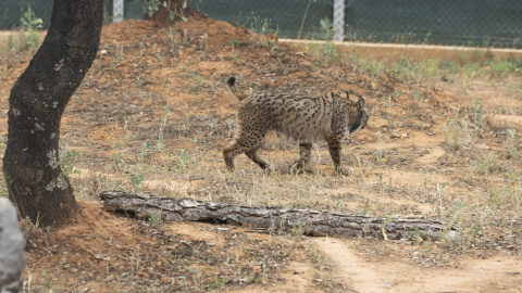 Un lince ibérico, a 19 de junio del 2023 en Andújar (Jaén).