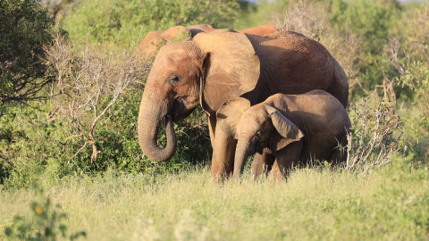 Elefantes de pie en el parque nacional de Tsavo East, Kenia