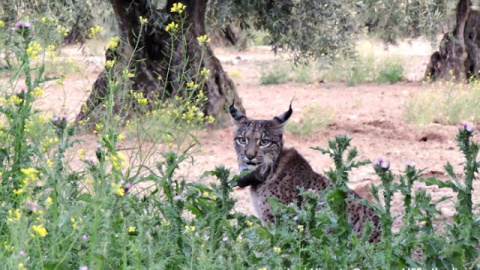 Un ejemplar de lince ibérico.- LIFE+IBERLINCE