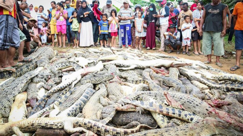 Residentes locales observan una montaña de cadáveres de cocodrilos en una granja de cría en Sorong, Papúa Occidental, Indonesia.- EFE