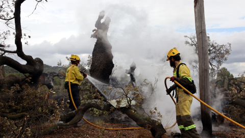 Efectius de les ADF treballant per extingit el foc a l'alzina mil·lenària de Can Gol en una imatge d'arxiu