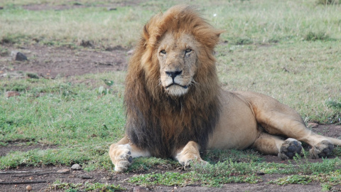 Fotografía de archivo de Scarface, el león más famoso de Kenia. — KWT / MPCP