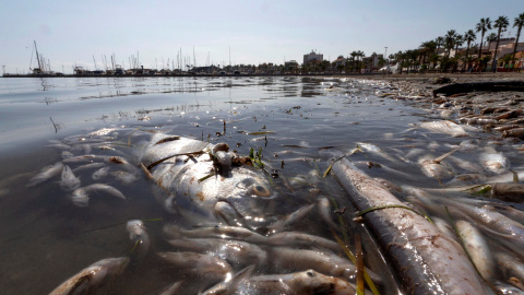 Miles de peces y crustáceos aparecieron muertos en el Mar Menor por la gota fría. / EFE