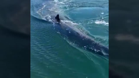 La ballena que no quería estar en un club náutico