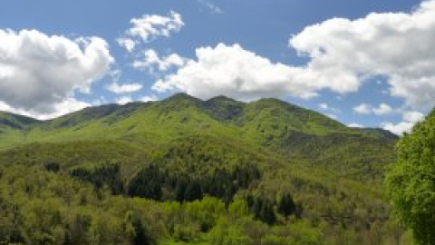 Set boscos per refugiar-se de la calor i desconnectar aquest estiu a Catalunya