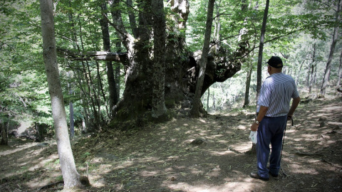 Marino, un vecino de El Tiemblo, observa un ejemplar de castaño en el paraje de el castañar, en la Reserva Natural de Iruelas.