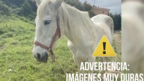 Encuentran un caballo decapitado en una barriada de Algeciras