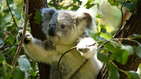 Ejemplar de koala en Queensland (Australia). /QTU