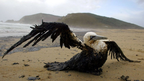 Un ave tras el vertido del Prestige en la playa Mar de Fóra, en Fisterra. / PAUL HANNAH (REUTERS)