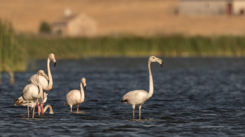 Imagen recurso de un grupo de flamencos sobre el agua. - UNSPLASH