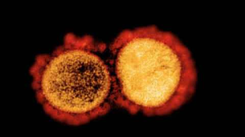 Principia Marsupia - Hacia una vacuna única frente a todos los coronavirus