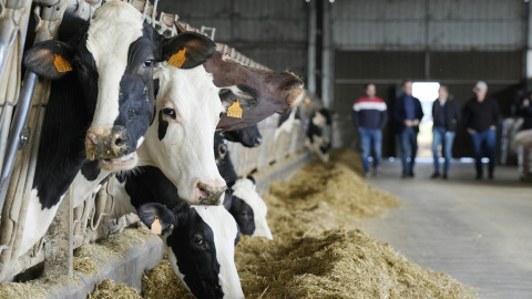 5 de febrero de 2024. Varias vacas en una explotación agraria en Ourense, a 5 de febrero de 2024.