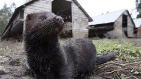 Principia Marsupia - Cómo evitar nuevos saltos del coronavirus de animales a humanos