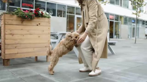 Día Mundial del Perro con los abandonos disparados