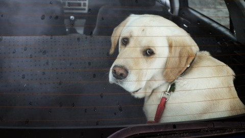 Un perro en un coche.