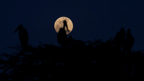 La luna de sangre, desde Nairobi, Kenia. REUTERS/Baz Ratner