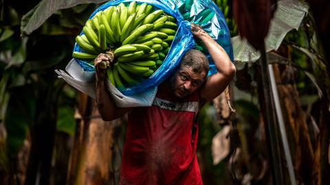 Un agricultor del plátano recoge plataneras en una finca de Fuencaliente, en La Palma, Santa Cruz de Tenerife, Canarias (España).