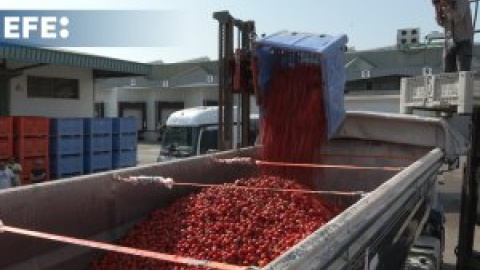 Las 120 toneladas de tomates cargadas en los camiones para la Tomatina 2024