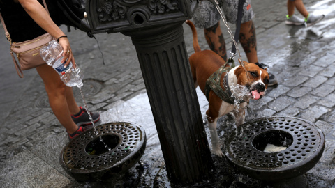 Un perro bebe agua de una fuente pública en Madrid. REUTERS/Susana Vera