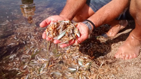 Peces y crustáceos muertos en el Mar Menor el pasado 14 de octubre.  ASOCIACIÓN ANSE