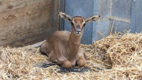 Neix al Zoo de Barcelona una gasela dama mohor, una espècie en perill d'extinció