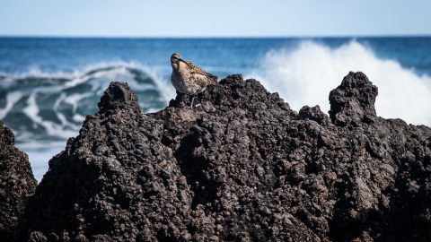 Una de las aves autóctonas de Canarias, el zarapito trinador, en Punta Mujeres, Lanzarote.