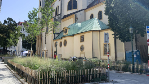 Vista de unos árboles en una calle de Viena (Austria). EFE/ Juan Aguilar