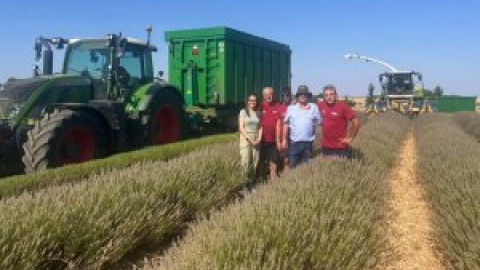 La cosecha de lavanda avanza "con normalidad" tras el adelanto autorizado para evitar la expansión de la plaga de gusanos