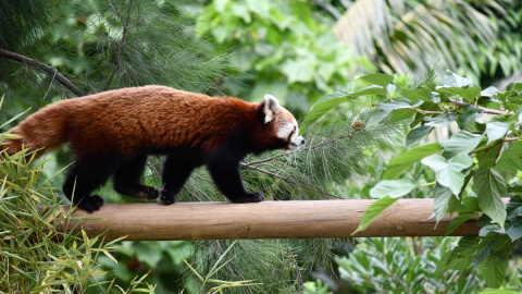 La femella de panda vermell que el Zoo de Barcelona ha acollit.