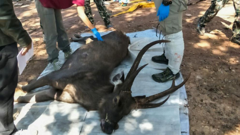 26/11/2019 - Un ciervo con siete kilos de basura en su estómago en Tailandia. / FACEBOOK DEL DEPARTAMENTO DE PARQUES NACIONALES