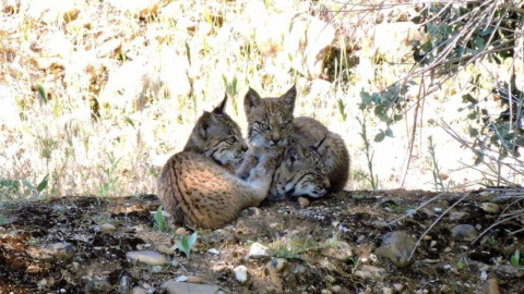 Dos de las crías de lince ibérico que han nacido en Castilla-La Mancha este año 2018. / JCCM