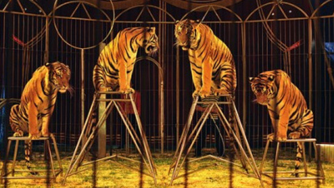 Imagen de archivo de tigres en un circo.