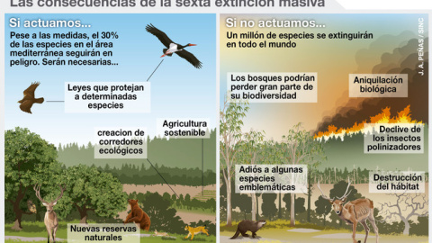 Infografía sobre la extinción masiva de especies./ J.A. Peñas