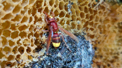 Avispón oriental atacando una colmena en Villarrubia