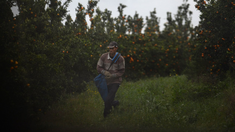 Un trabajador migrante en una plantación de mandarinas en Lepe (Huelva). CRISTINA QUICLER / AFP